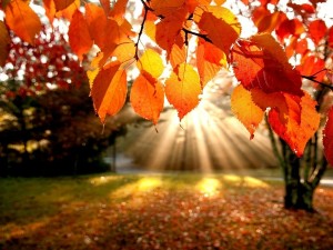 autumn