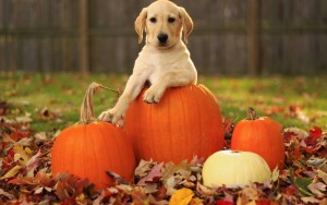 pumpkins